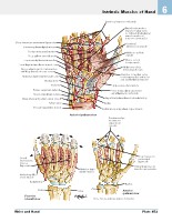 Frank H. Netter, MD - Atlas of Human Anatomy (6th ed ) 2014, page 500